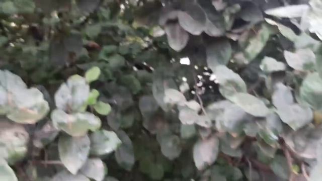 VLOG: УКОЛЫ И ЛЕЧЕНИЕ/ВАРЮ ВАРЕНЬЕ ИЗ АЙВЫ. смотреть онлайн