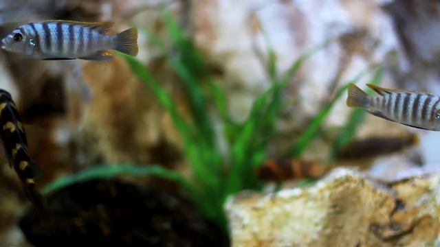Аквариум рыбы в морской воде. смотреть онлайн