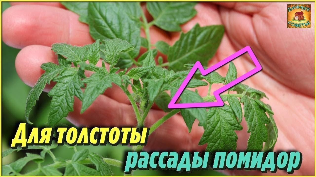 Подкормите этим рассаду помидоров, чтобы была толстенькая Народная аптечка домашних удобрений смотреть онлайн