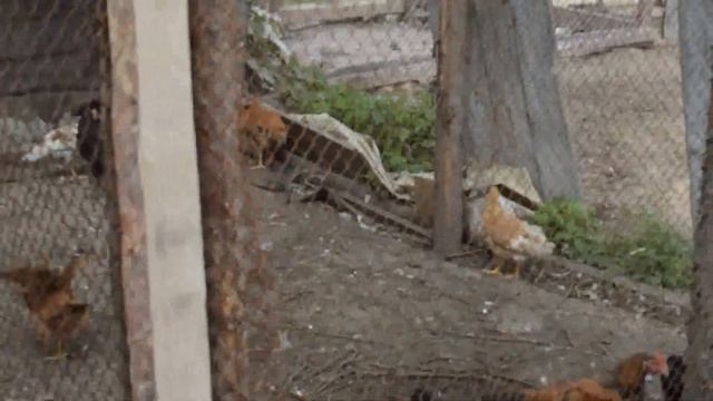 Вольеры с подрастающими курами, цесарками и не только)) смотреть онлайн