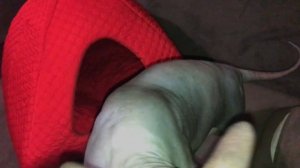 КУПИЛИ ЛЫСОГО КОТА!  ЖАЛЕЕМ ИЛИ НЕТ? ВСЯ ПРАВДА О СФИНКСАХ.