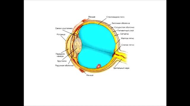 Анатомия. Зрительный анализатор