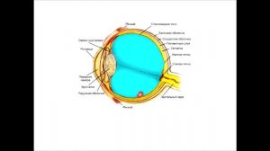 Анатомия. Зрительный анализатор