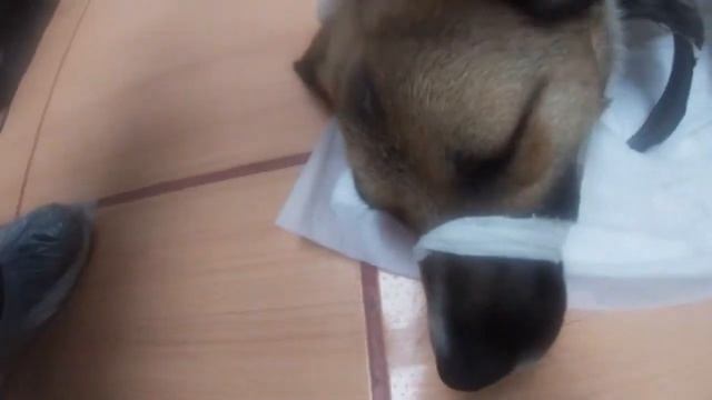 ОТРАВЛЕННЫЕ СОБАКИ - Последние новости из приюта Омские Хвостики 31.07.2021 смотреть онлайн
