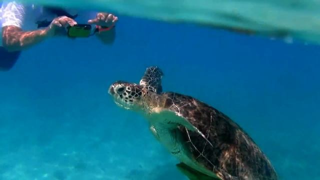 沖縄　渡嘉敷島　ウミガメ　HDR-GW77V смотреть онлайн