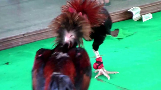 Петушиный бой, Патайя, Таиланд смотреть онлайн