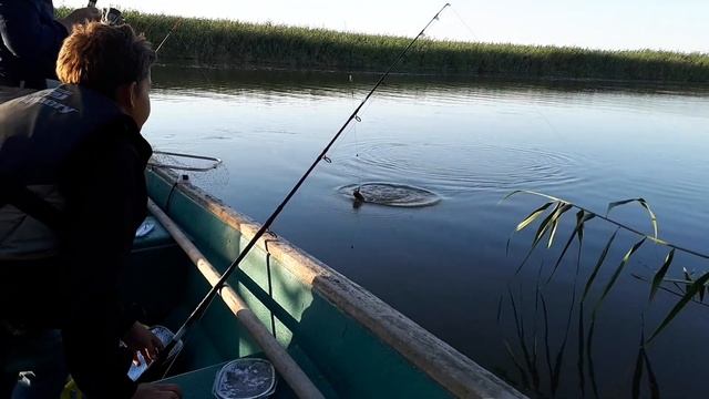 Маленький сомик смотреть онлайн