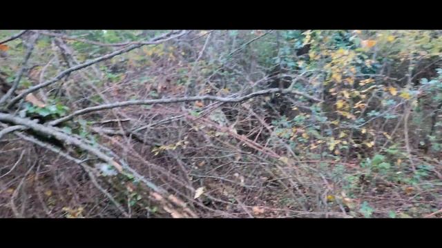 chasse bécasse setter anglais смотреть онлайн