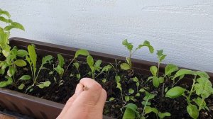 Огород на балконе: Кинза- это просто. DIY