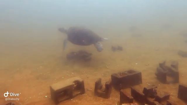 Sunday Morning At Cochrane Artificial Reef.