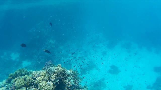 faraana reef may 2015 смотреть онлайн