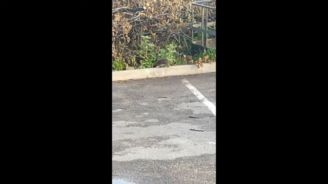 утренний ёжик смотреть онлайн