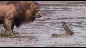 Львы и Крокодилы, Лев против  Крокодила, Крокодил напал