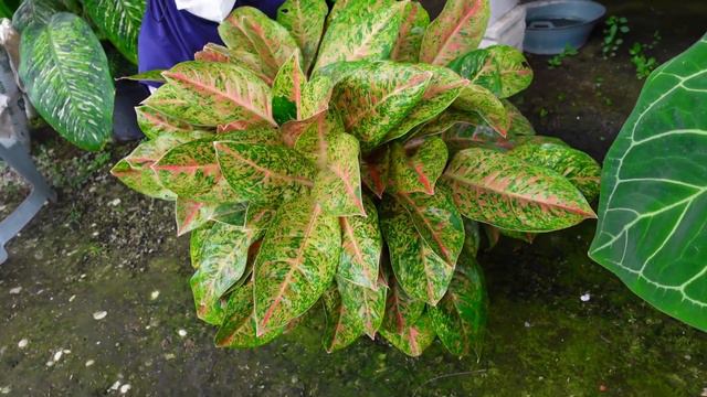 Jual Tanaman Hias Unik dan MSG ( Mruyuk Sehat Guedi ) смотреть онлайн