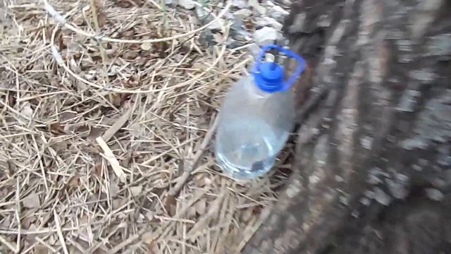 Сбор березового сока - кратко основные принципы (сезон 2021). смотреть онлайн