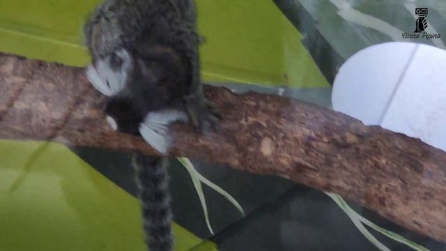 Amazon forest in Dubai 4K смотреть онлайн