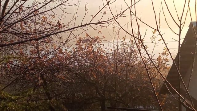 Какое красивое утро и очень густой туман. смотреть онлайн