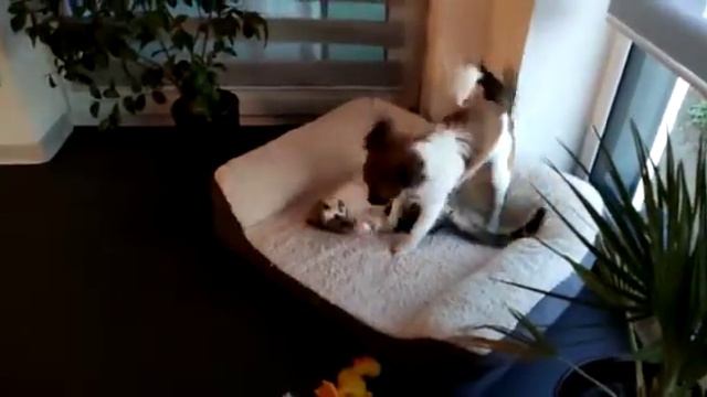 Кошка Машка и собачка Чарли развлекаются. смотреть онлайн