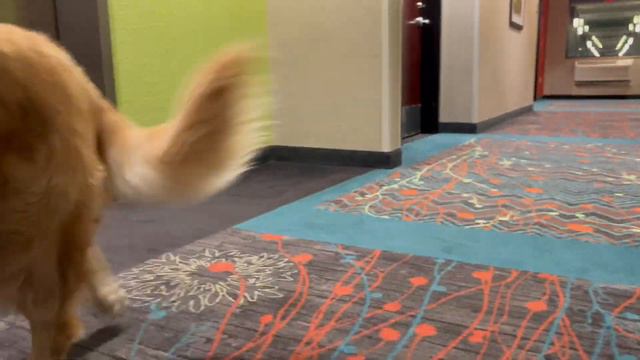 Golden Retriever slept in Best Western Hotel at Hiawatha, Kansas смотреть онлайн