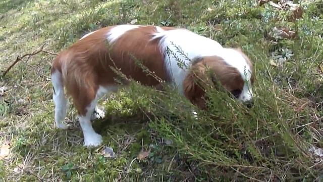 Cavalier King Charles Spaniel blenheim puppy boy Red Ranger du chateau noblesse смотреть онлайн