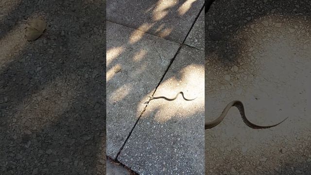 Ужик у дома на даче. смотреть онлайн