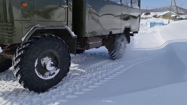 Газ66 / Деревня / Весна / Коровы торжествуют / Ура товарищи