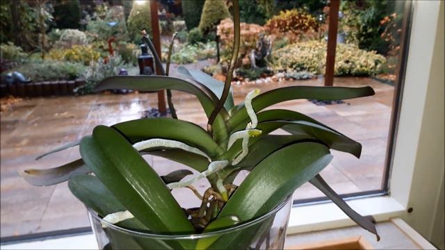 Bareroot since 2015 update. смотреть онлайн