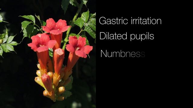 Identification of Poisonous Plants for People смотреть онлайн