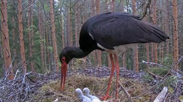 Черный аист . Аистиха кормит маленьких аистят. Storks are 2 days old. смотреть онлайн