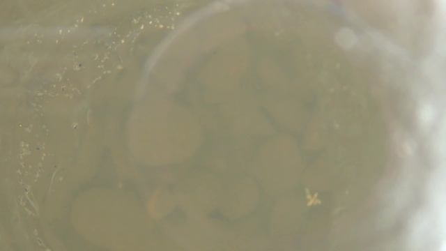 Налим и как собирать наживку на налима ловля налима на стук рыбалка на налима ловля налима Сибирь