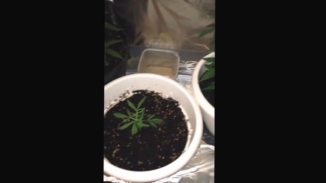 Royal dwarf autoflower + blue mammoth autoflower week 7 смотреть онлайн