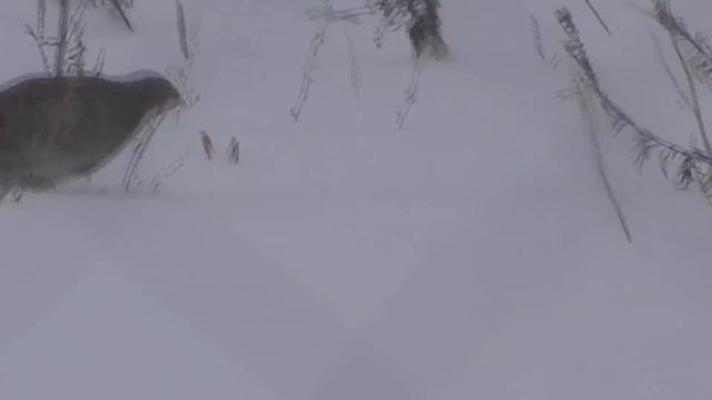 как я куропаток в огороде нашел/новый год уже рядом смотреть онлайн