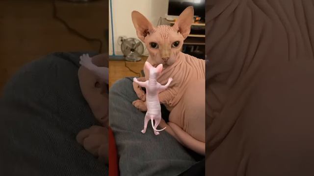 Dancing Sphynx Returns! смотреть онлайн