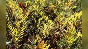 ОНОКЛЕЯ  (ONOCLEA)   Папоротник  сем. Оноклеевые