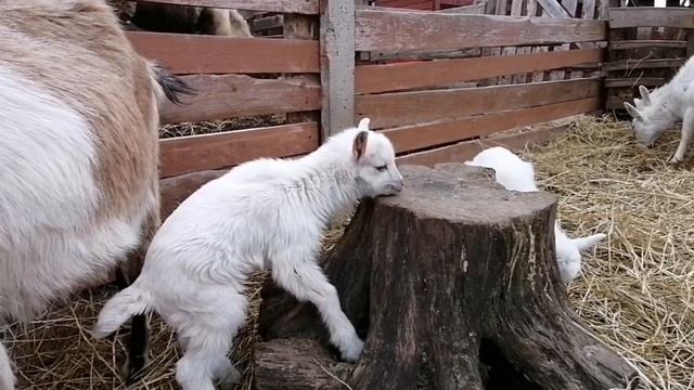 Новорождённые козлята. смотреть онлайн