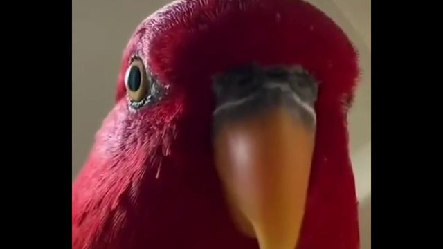 Красный попугай издаёт странные звуки. Фулл мема из тик тока. смотреть онлайн