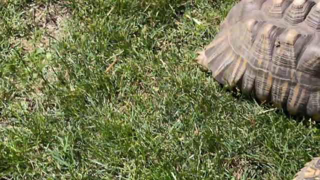 Perfect Weather For A Walk Around The Yard.
