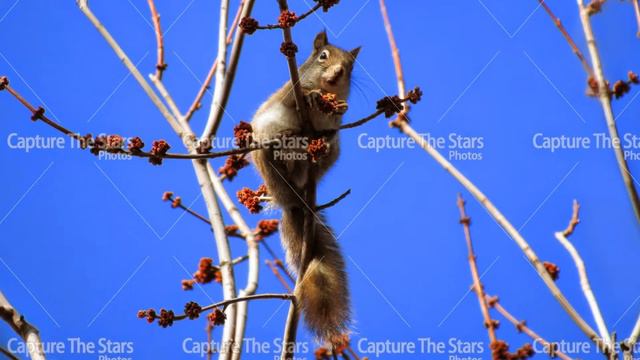 Squirrel on a branch picture stock photo royalty free смотреть онлайн
