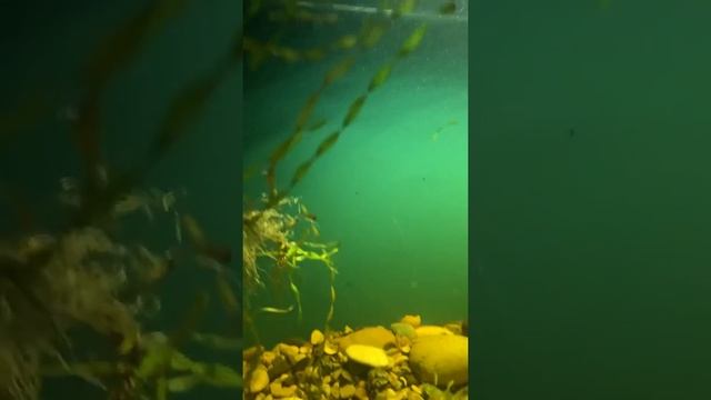 Кормление краснохвостого сома смотреть онлайн