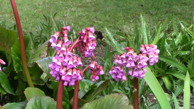 3 Easy Flowers for Early Summer || Camassia, Bergenia, Euphorbia 'Fireglow' || Quick & Easy Guide смотреть онлайн