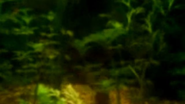 geophagus steindachneri - red humped eartheater смотреть онлайн