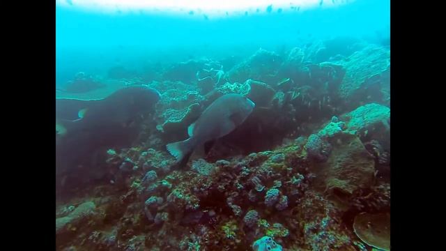DIVING KOMODO 2016 November смотреть онлайн