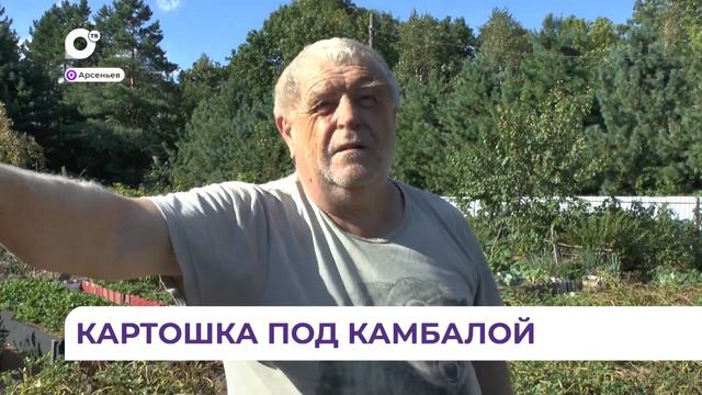 В Приморье растет картофель по Камчатской технологии. Нужна лишь камбала и позитивный настрой смотреть онлайн