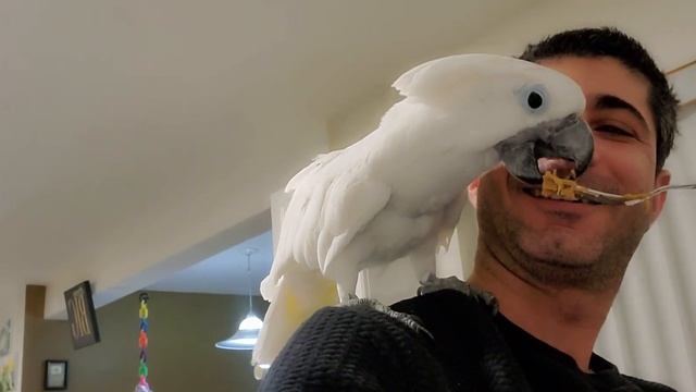 My bird jump like a frogs ????cute смотреть онлайн