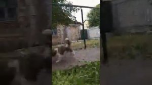 Щенки Московской Сторожевой. Питомник « Большая Медведица»