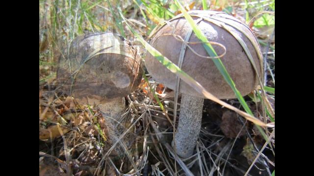 ПОДБЕРЁЗОВИКИ. Красивые моменты прошедшего грибного сезона! смотреть онлайн