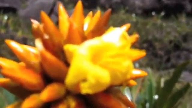the giant tepui roraima __ talking heads road to nowhere смотреть онлайн