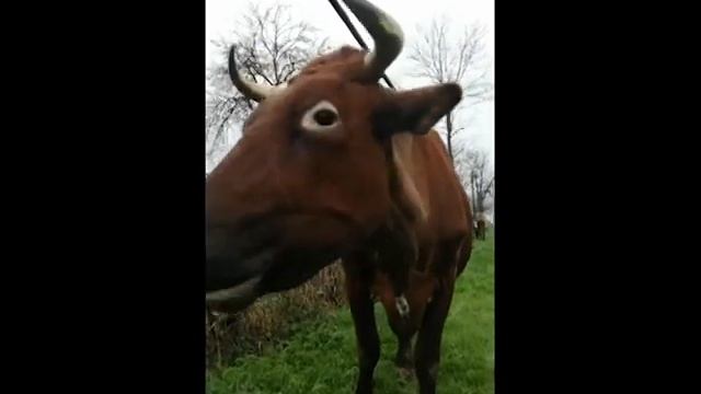 Корова первый раз в году ест траву #Shorts смотреть онлайн