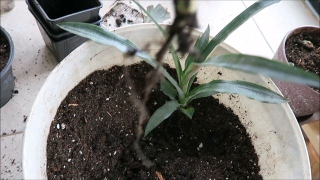 Мои экзотические растения: черенки из Сицилии, пересадка фиников, ананасов, инжиров 23 смотреть онлайн