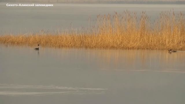 Чомги брачный танец смотреть онлайн